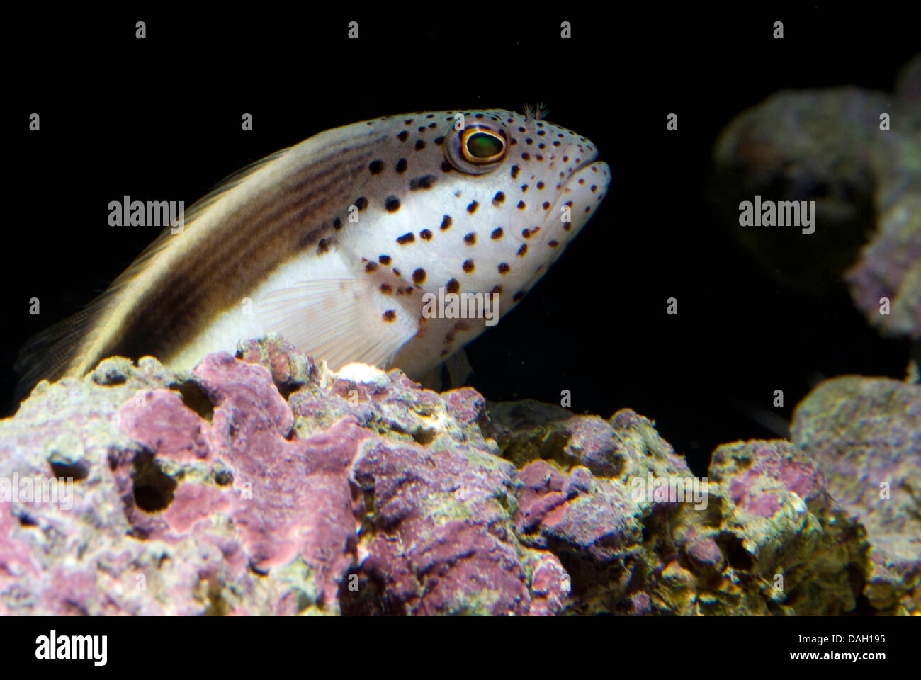 freckled hawkfish, Forster's hawkfish, blackside hawkfish (Paracirrhites forsteri), portrait Stock Photo
