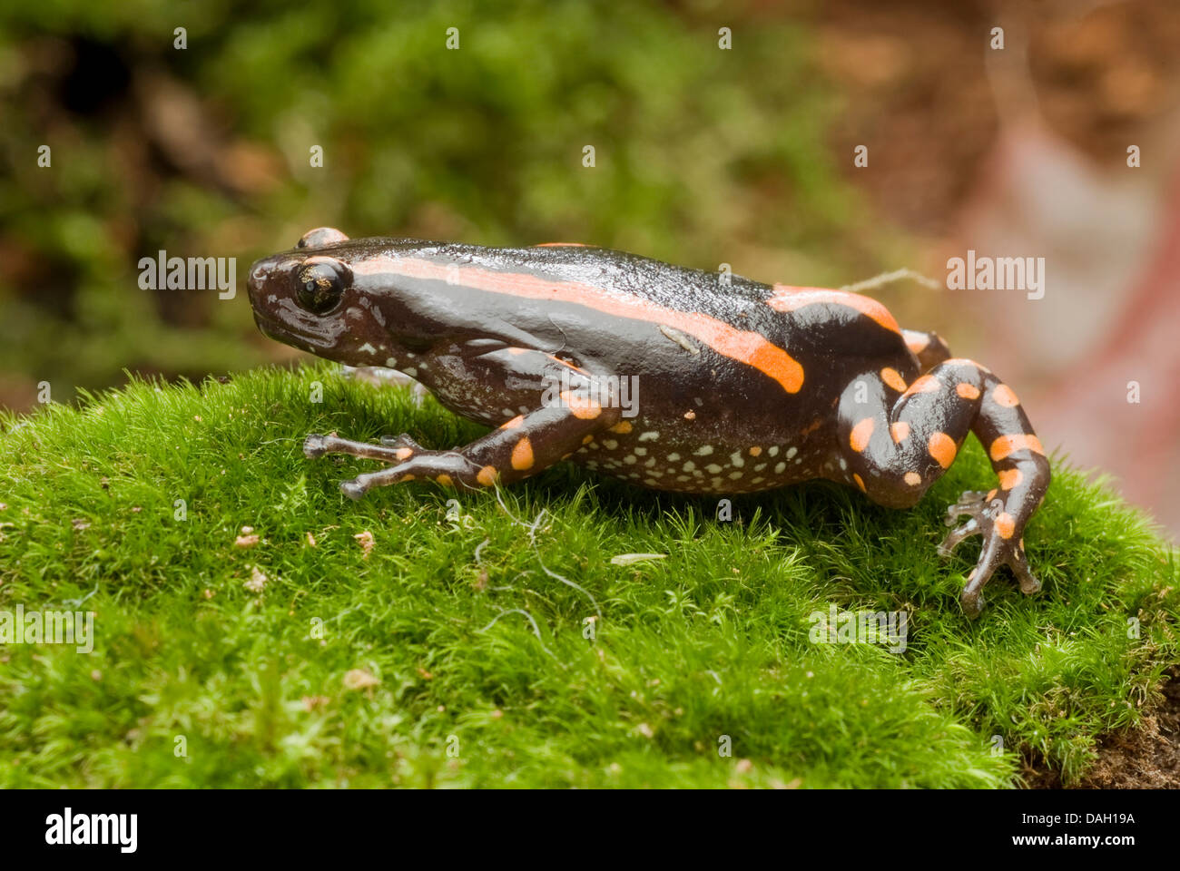 Red-banded Crevice Creeper, Red-banded rubber frog (Phrynomantis bifasciatus, Phrynomerus bifasciatus), on moss Stock Photo