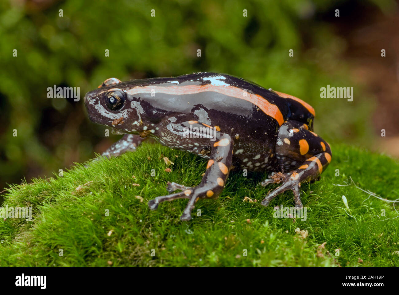 Red-banded Crevice Creeper, Red-banded rubber frog (Phrynomantis bifasciatus, Phrynomerus bifasciatus), on moss Stock Photo