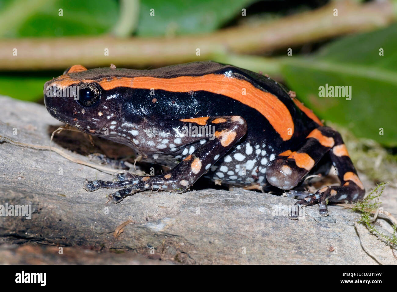 Red-banded Crevice Creeper, Red-banded rubber frog (Phrynomantis bifasciatus, Phrynomerus bifasciatus), on a branch Stock Photo