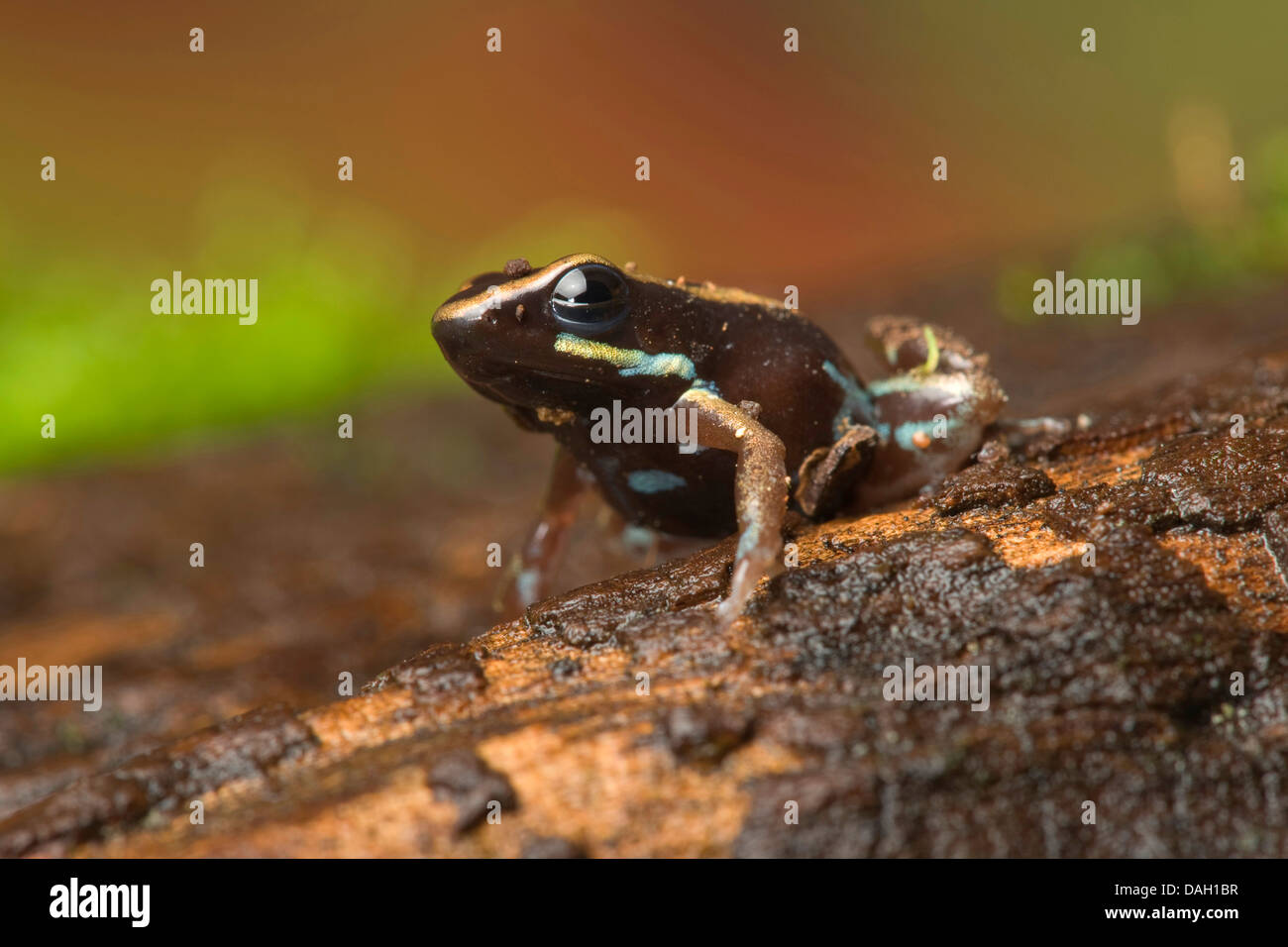 lovely poison-dart frog, lovely poison frog (Phyllobates lugubris) Stock Photo