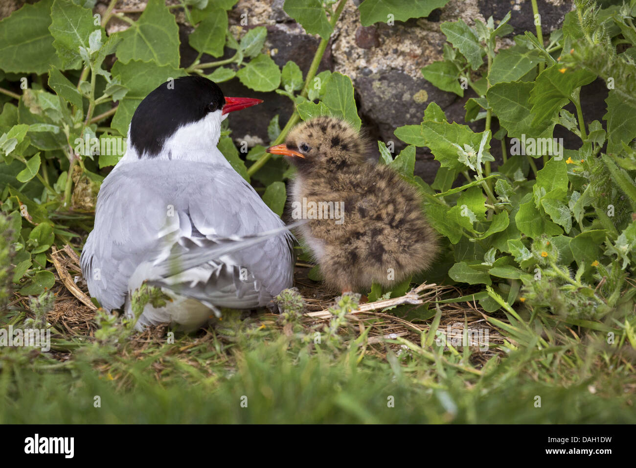 Arctic Tern with chick Stock Photo