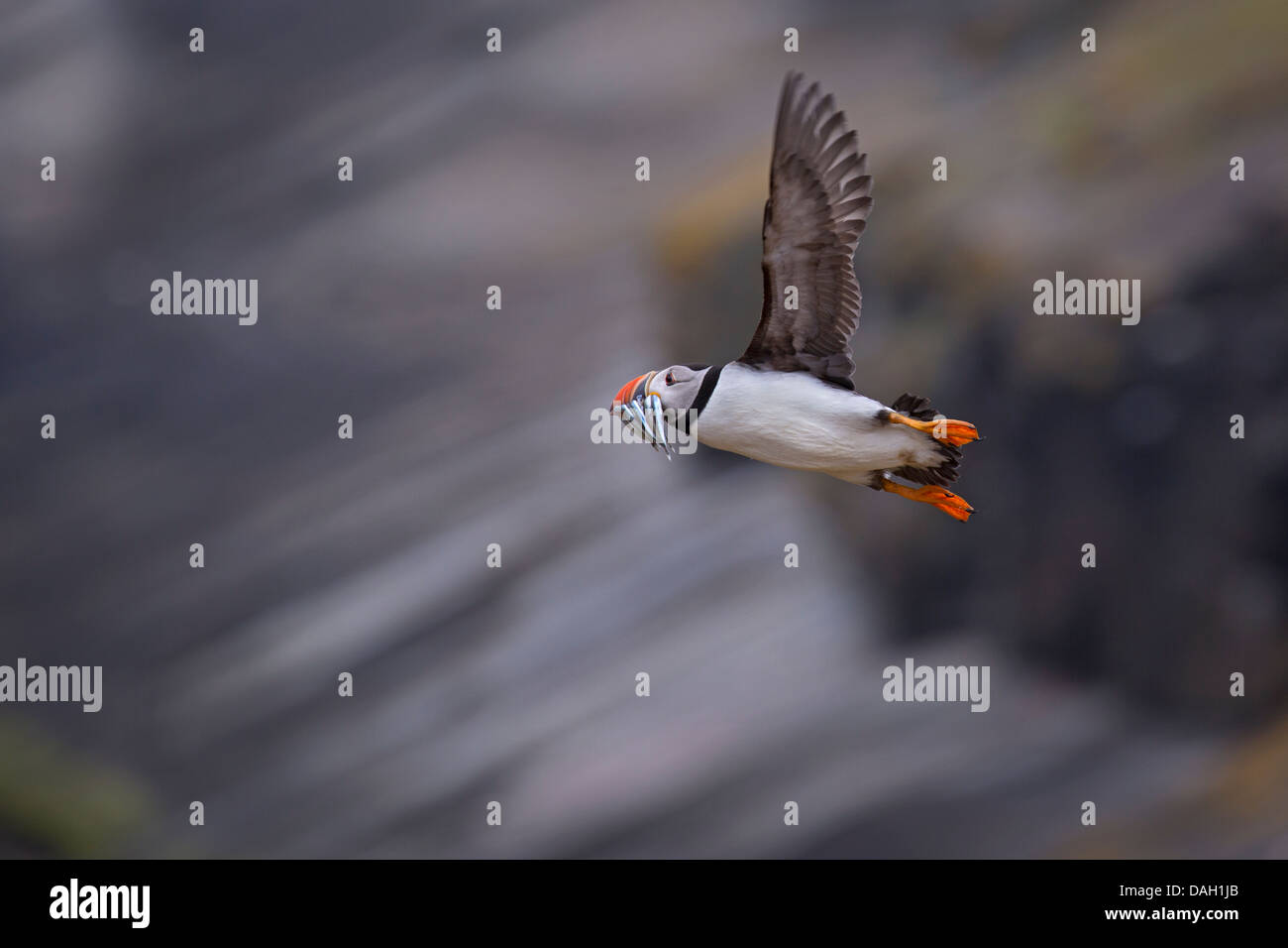 Puffin with sandeels in flight Stock Photo