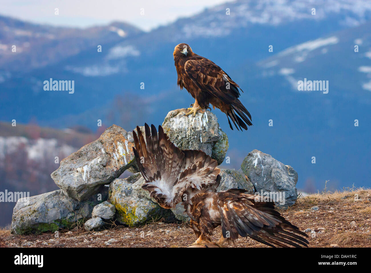 golden eagle (Aquila chrysaetos), one sitting in a rock, another one sitting on the ground and feeding, Bulgaria, Sredna Gora, Sliven Stock Photo