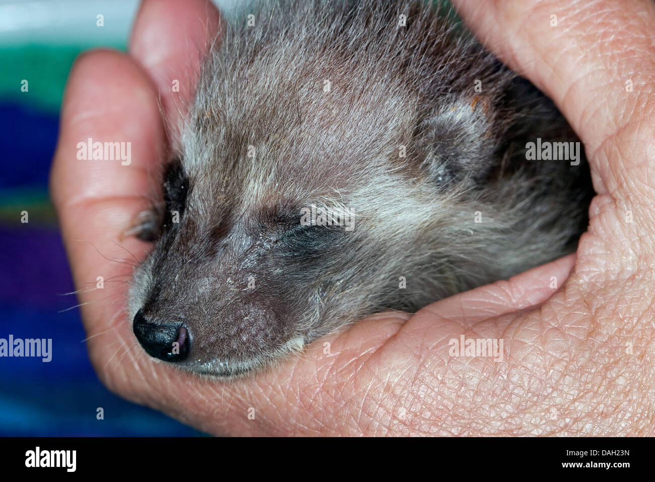 common raccoon (Procyon lotor), orpaned young animal is rearing by human, Germany Stock Photo