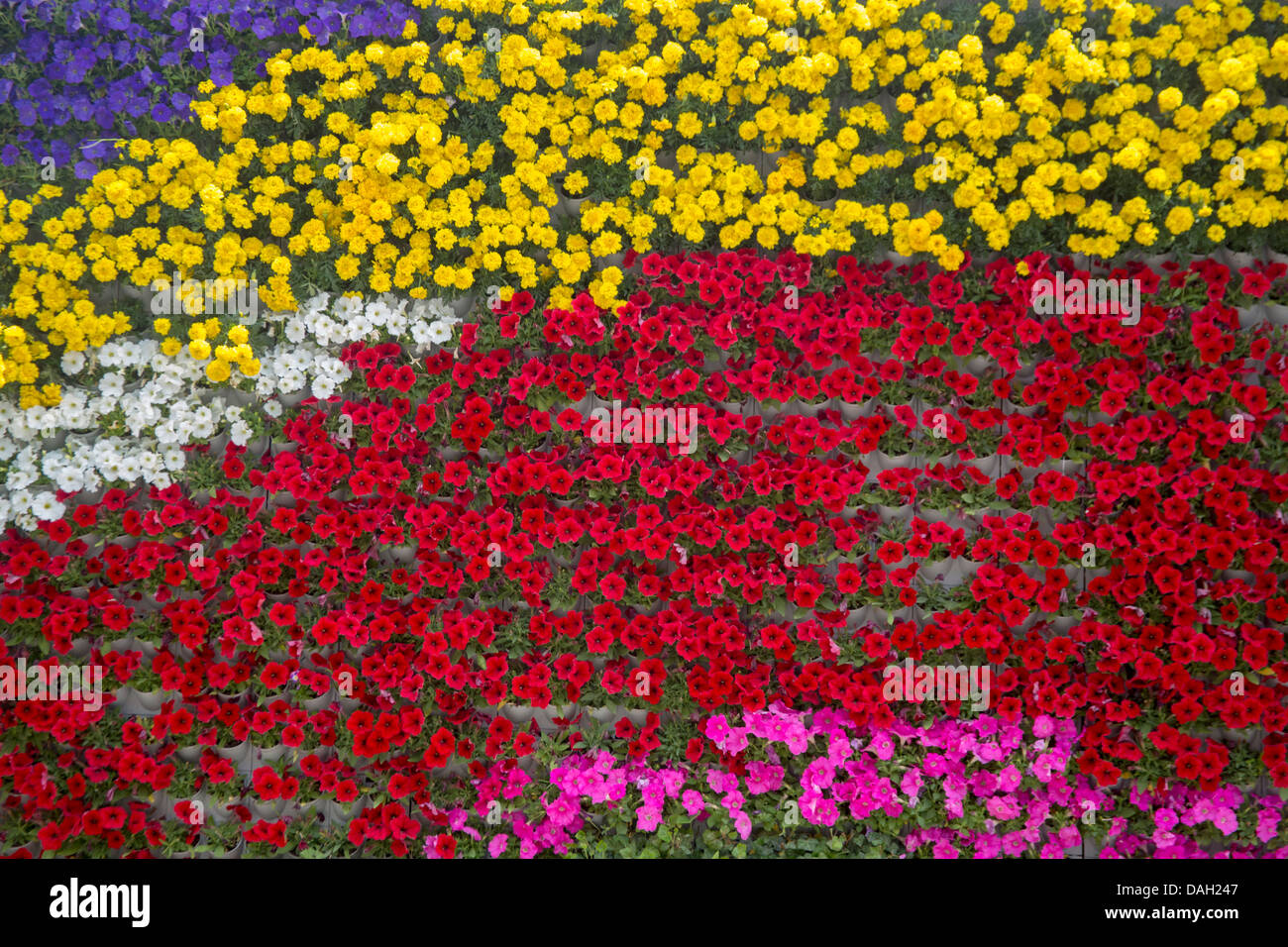 The Bund Flower Wall Shanghai China Stock Photo Alamy