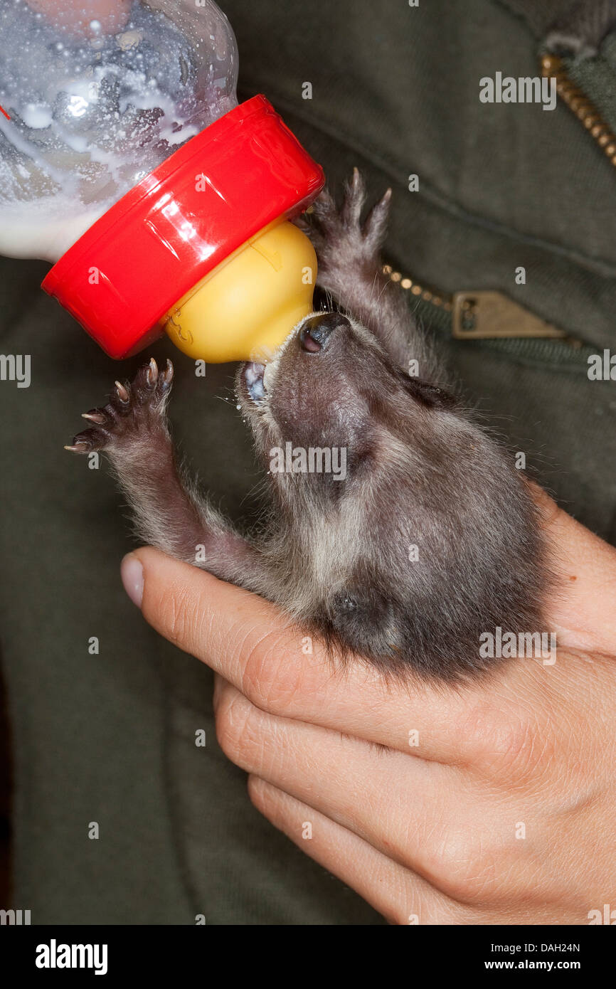 common raccoon (Procyon lotor), orphaned young animal is rearing by a girl with special milk, Germany Stock Photo