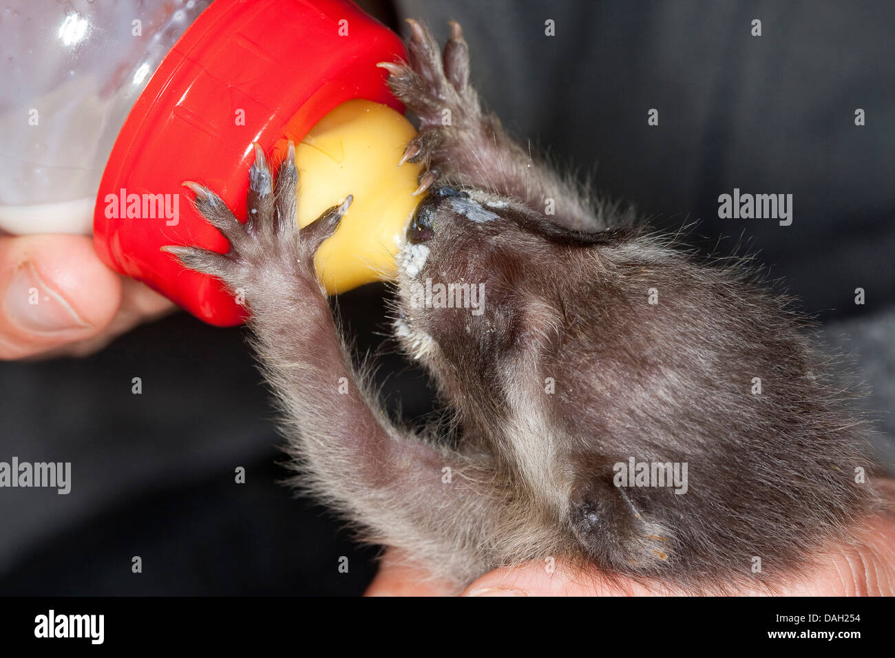 common raccoon (Procyon lotor), orphaned young animal is rearing by a girl with special milk, Germany Stock Photo