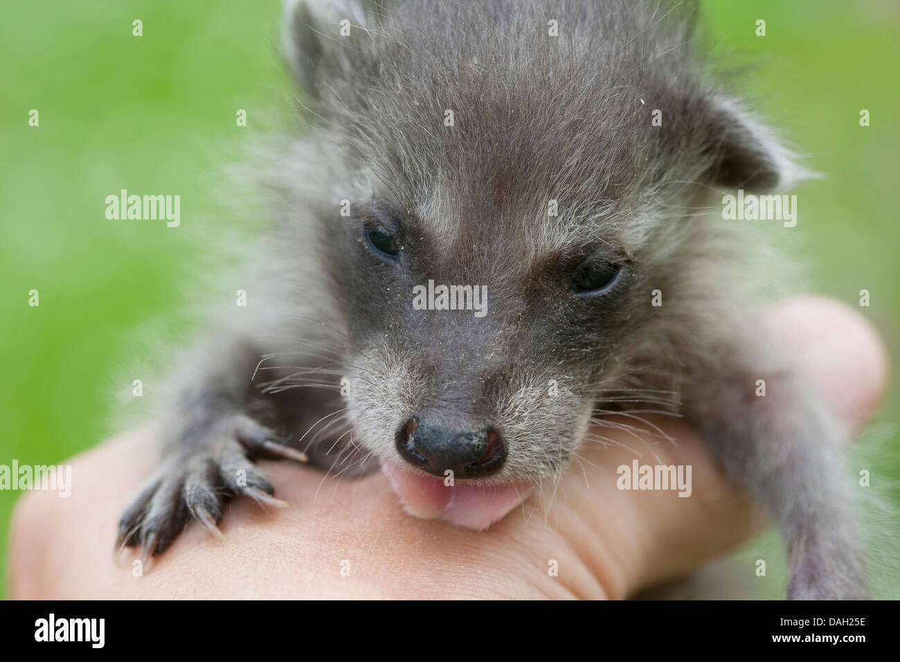 common raccoon (Procyon lotor), orphaned young animal in the hand of a human being, Germany Stock Photo