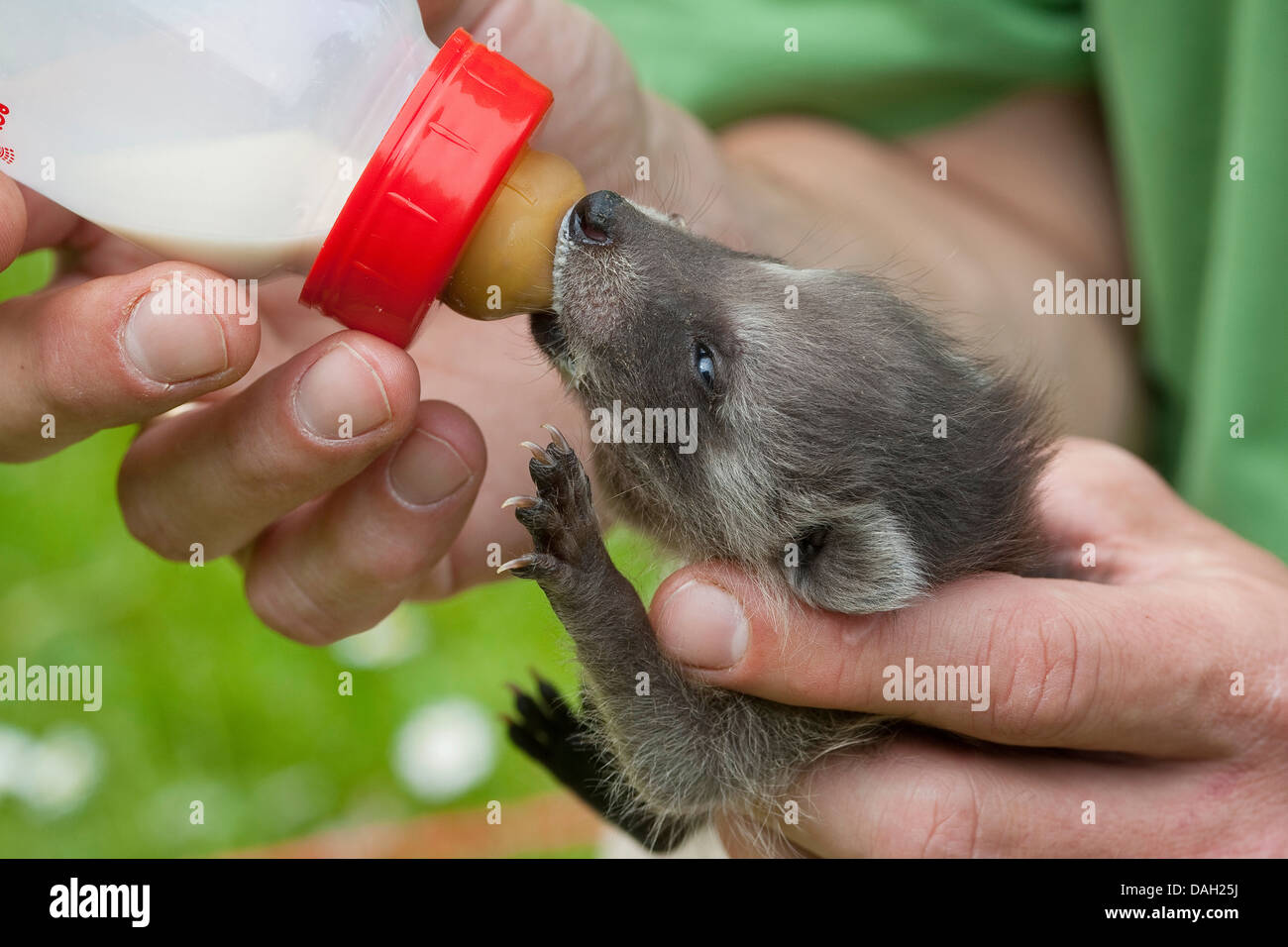 common raccoon (Procyon lotor), orphaned young animal is rearing by a boy with special milk, Germany Stock Photo