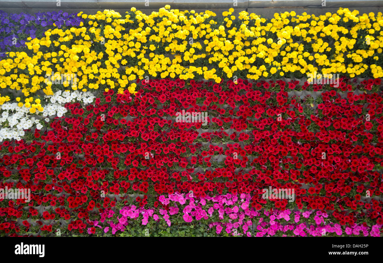 Shanghai Flower Wall on the Bund Stock Photo Alamy