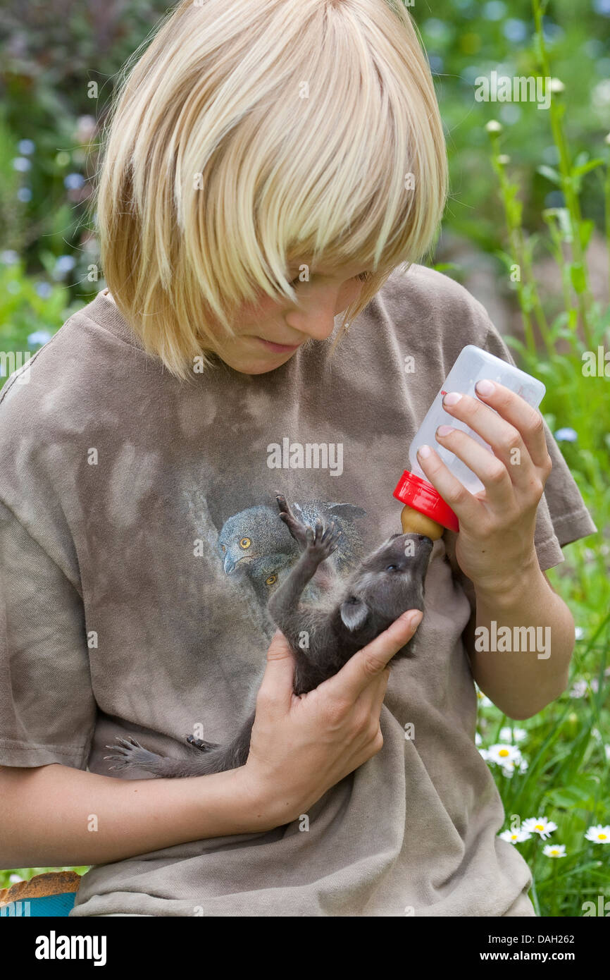 common raccoon (Procyon lotor), orphaned young animal is rearing by a boy with special milk, Germany Stock Photo
