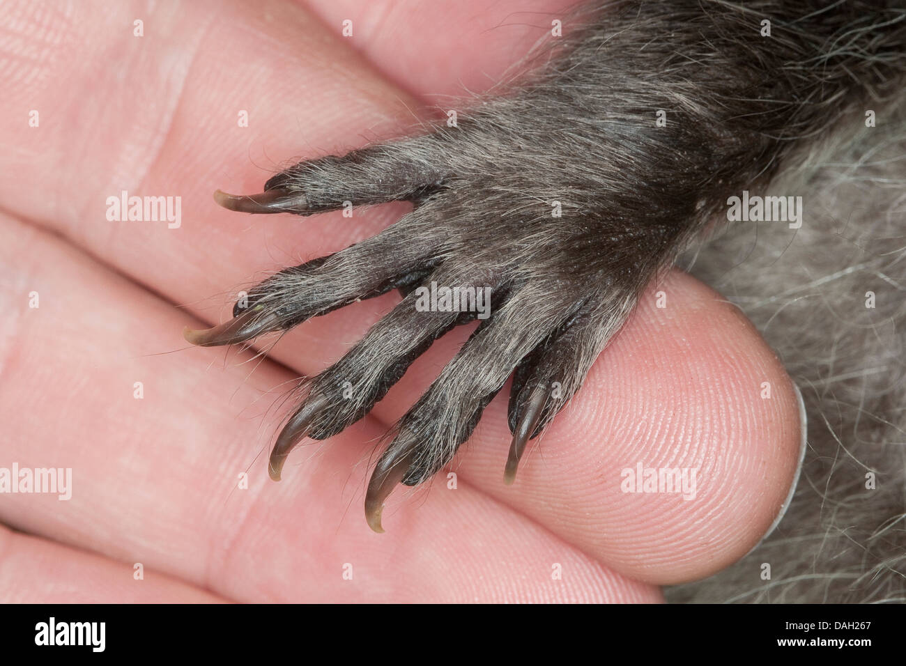 common raccoon (Procyon lotor), paw of an orphaned young animal on a hand of a human being, Germany Stock Photo