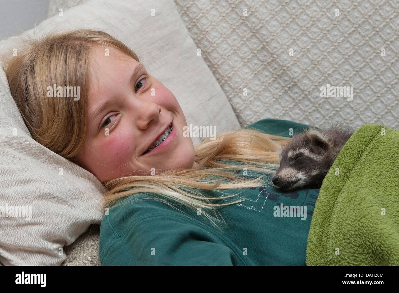 common raccoon (Procyon lotor), animal baby sleeping on the belly of a girl , Germany Stock Photo