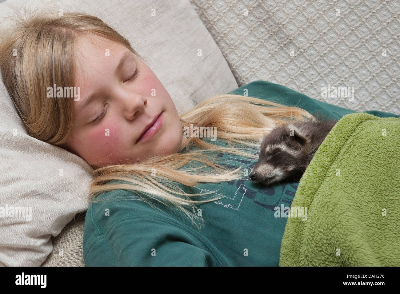 common raccoon (Procyon lotor), animal baby and girl sleeping together under a blanket, Germany Stock Photo