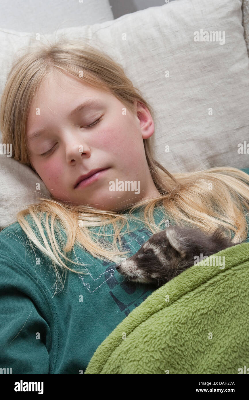 common raccoon (Procyon lotor), animal baby and girl sleeping together under a blanket, Germany Stock Photo