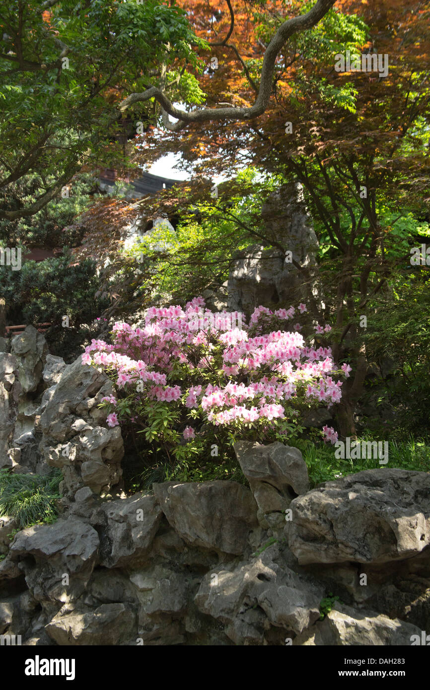 Yuyuan Gardens in Shanghai China with azalea flowers Stock Photo Alamy