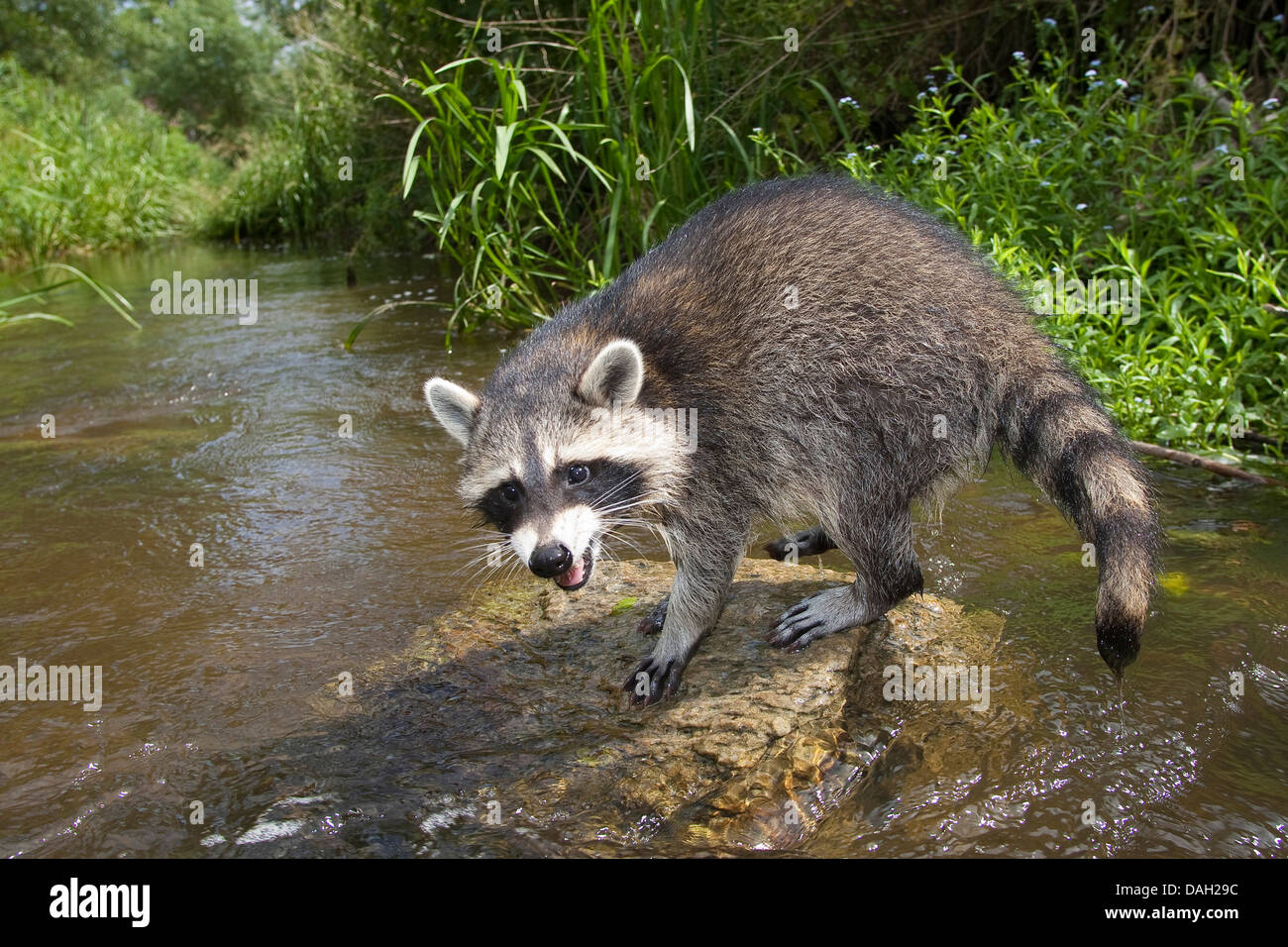 common raccoon (Procyon lotor), 4 months old male sitting on a stone in the creek , Germany Stock Photo