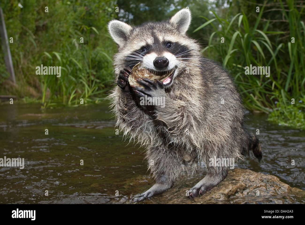 common raccoon (Procyon lotor), 4 months old male sitting on a stone in the creek and chewing on a shell, Germany Stock Photo