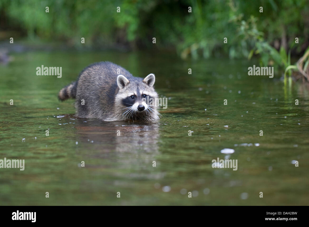 common raccoon (Procyon lotor), 4 months old male walking in the creek, Germany Stock Photo
