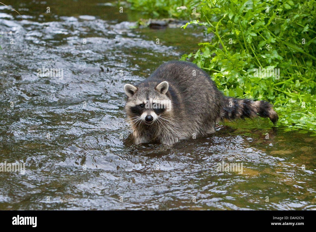 common raccoon (Procyon lotor), 5 months old male walking in a creek, Germany Stock Photo