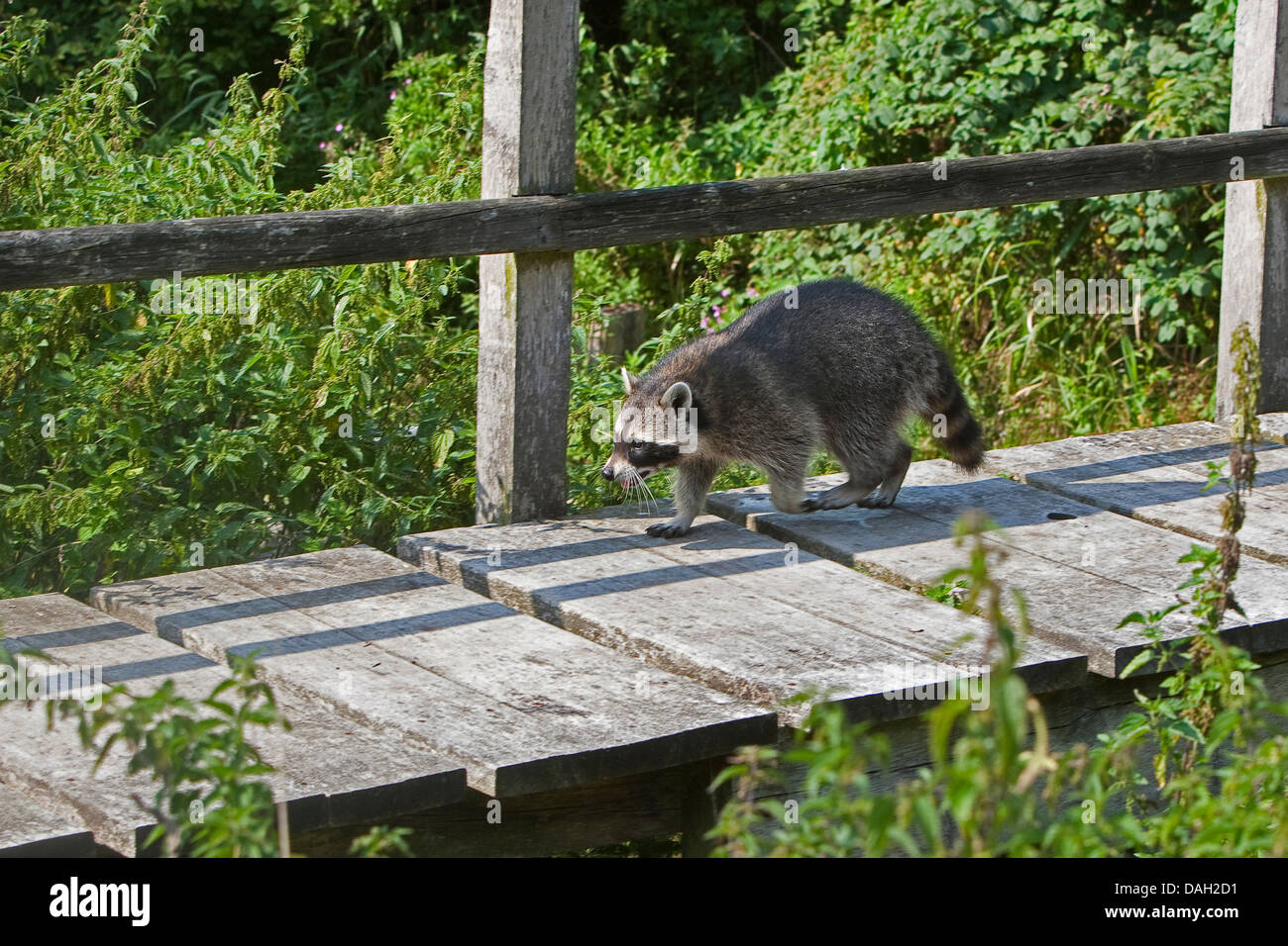 common raccoon (Procyon lotor), walking on a bridge, Germany Stock Photo