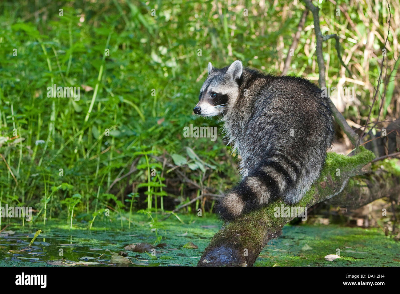 Fallen Racoon common raccoon (Procyon lotor), 5 months old male walking over a fallen ...
