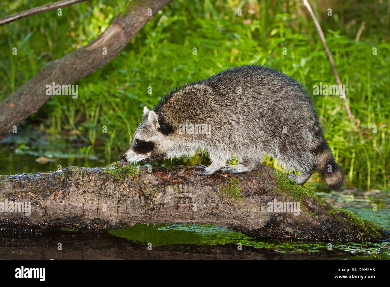 common raccoon (Procyon lotor), 5 months old male walking over a fallen tree trunk , Germany Stock Photo
