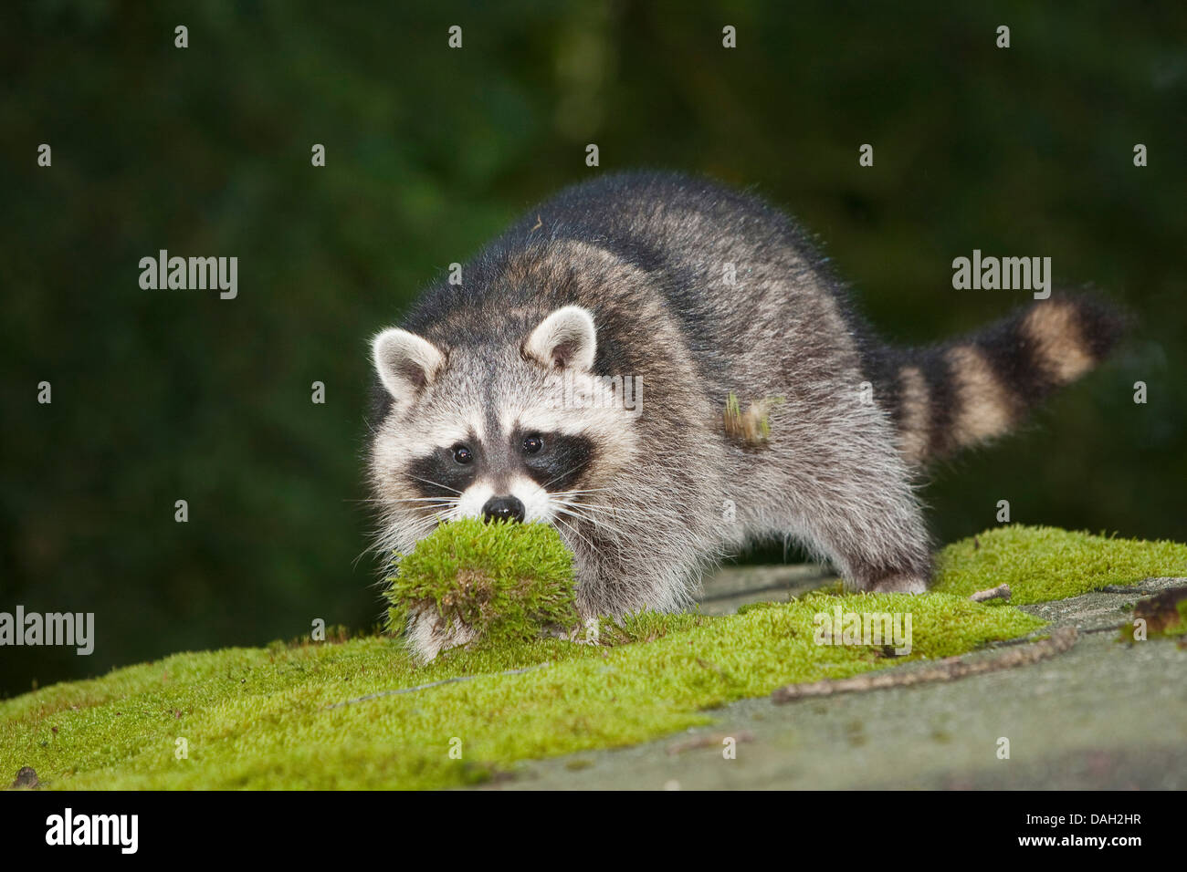 common raccoon (Procyon lotor), 5 months old male on a mossy roof, Germany Stock Photo