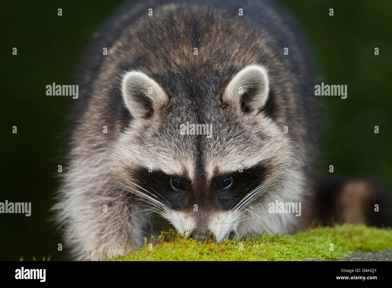 common raccoon (Procyon lotor), 5 months old male smelling at moss, Germany Stock Photo