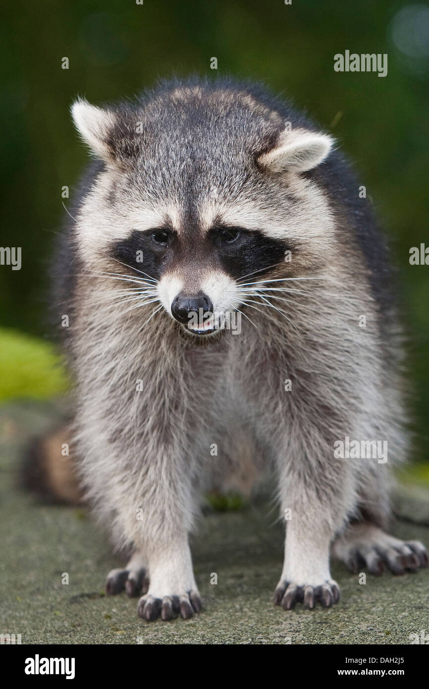 common raccoon (Procyon lotor), 5 months old male sitting on a roof, Germany Stock Photo