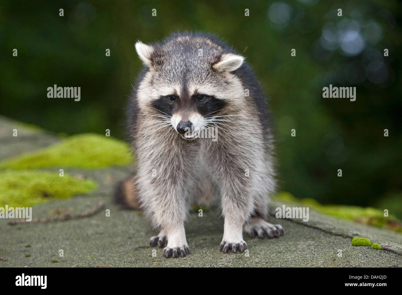 common raccoon (Procyon lotor), 5 months old male sitting on a roof, Germany Stock Photo