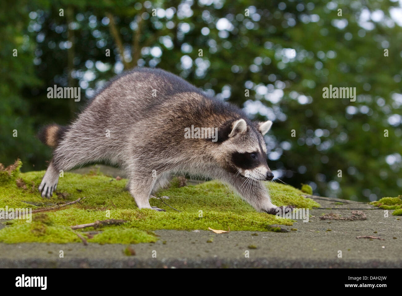 common raccoon (Procyon lotor), 5 months old male walking on a mossy roof, Germany Stock Photo