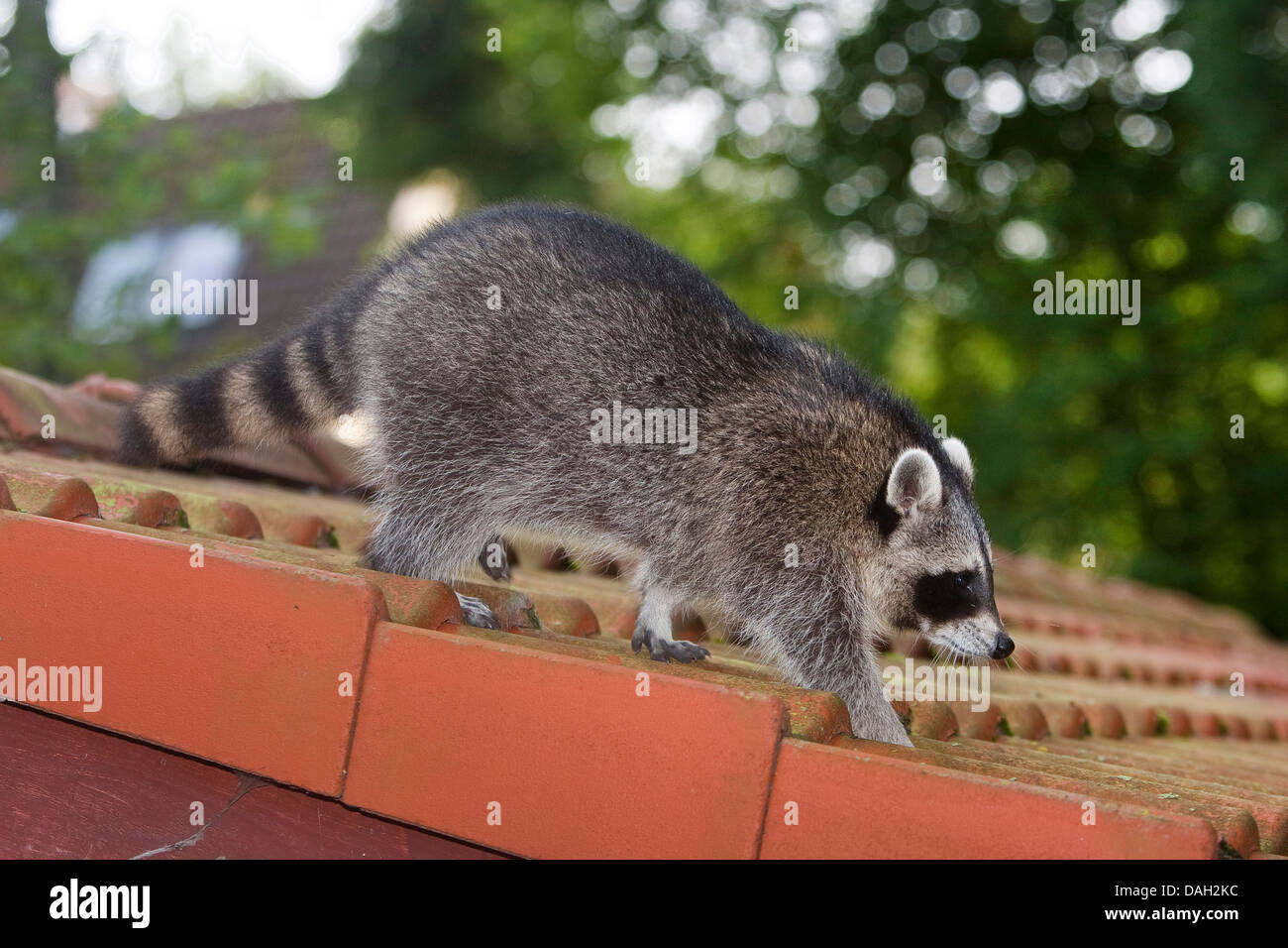 common raccoon (Procyon lotor), 5 months old male walking on a roof, Germany Stock Photo
