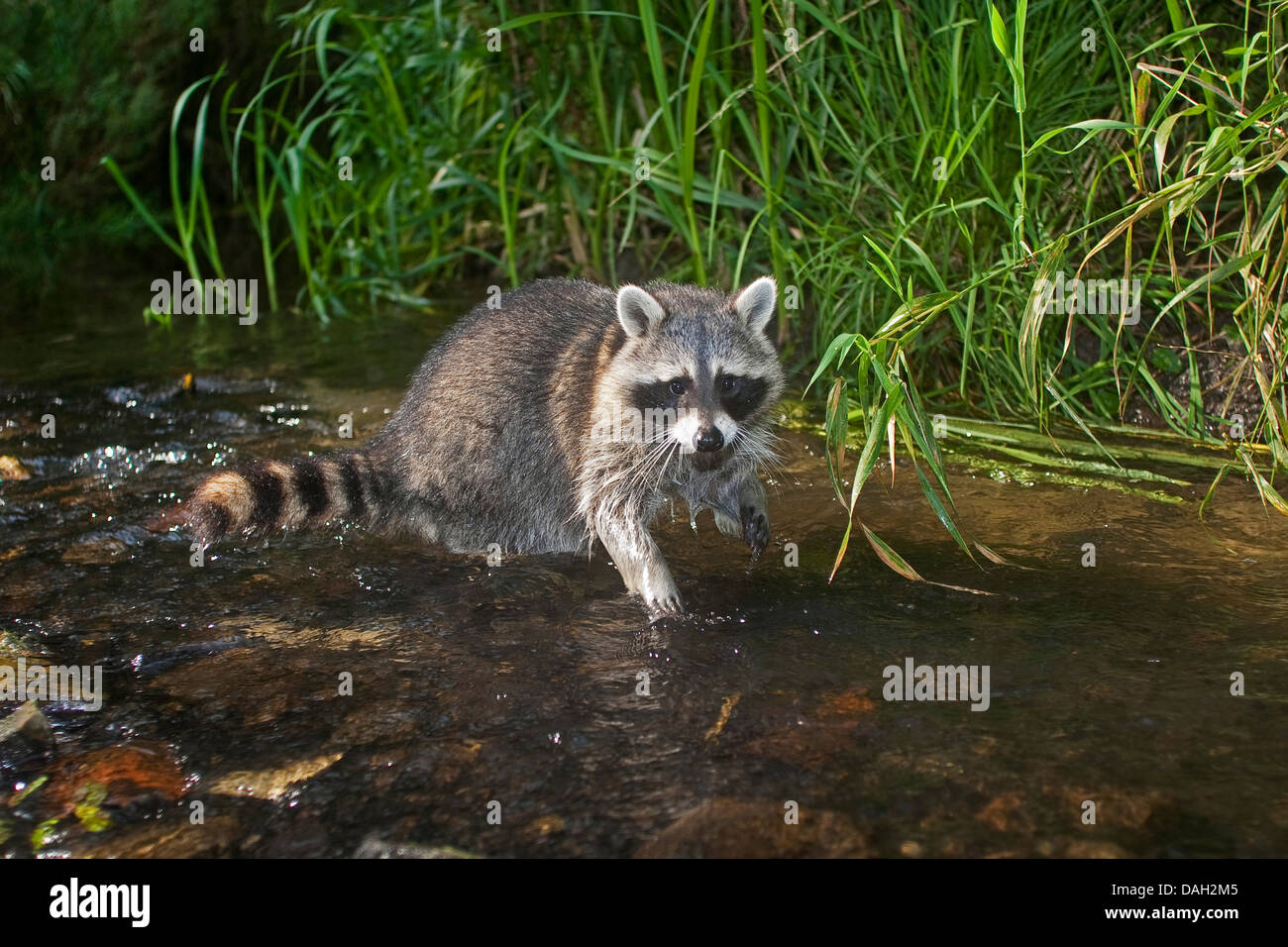 common raccoon (Procyon lotor), six month old male in the shallow water of a brook, Germany Stock Photo