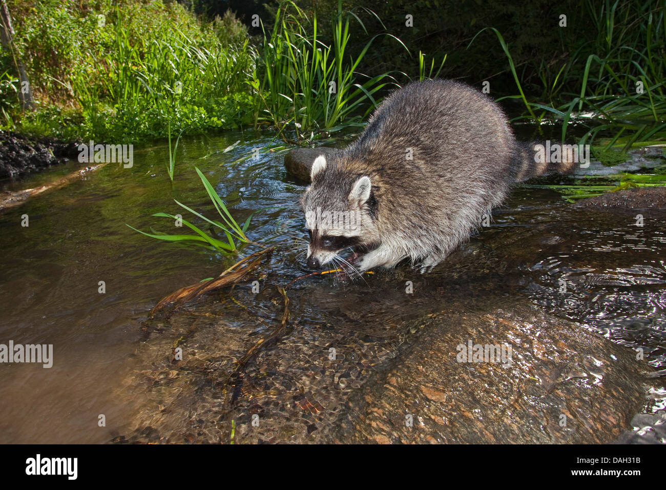 common raccoon (Procyon lotor), six month old male bathing, Germany Stock Photo
