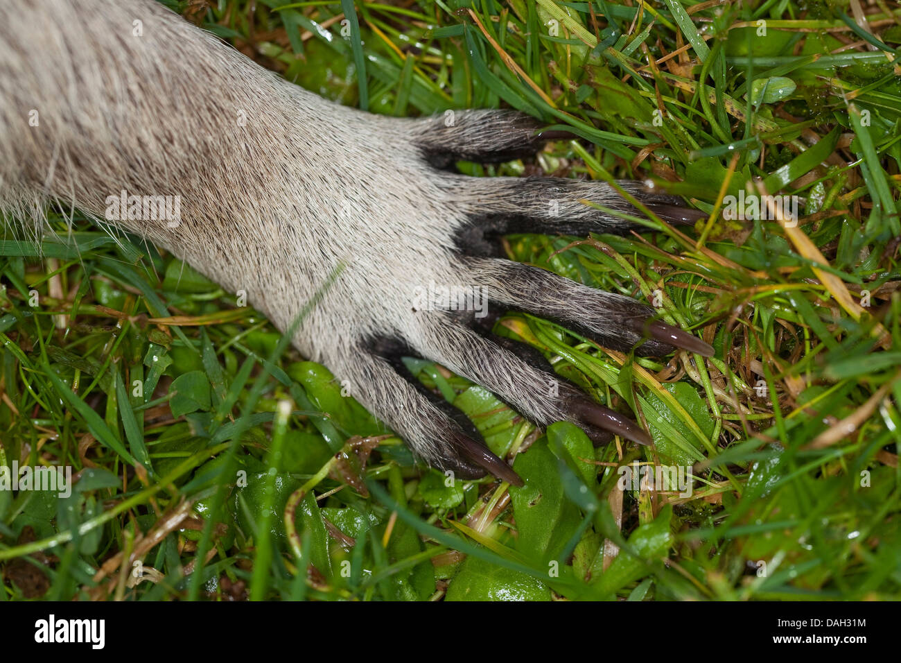 common raccoon (Procyon lotor), paw, Germany Stock Photo