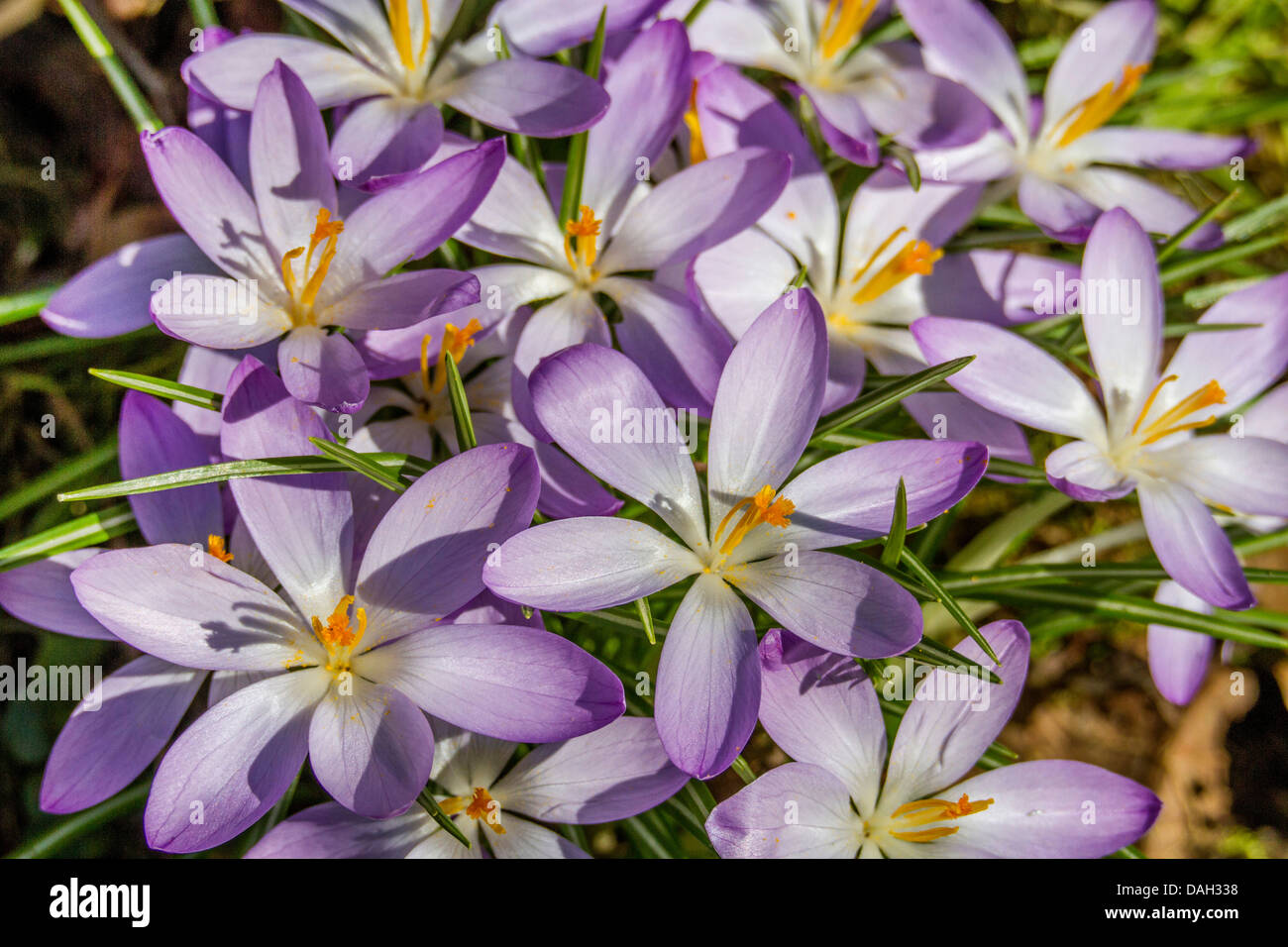 Early Crocus (Crocus tommasinianus), blooming, Germany, Bavaria Stock Photo