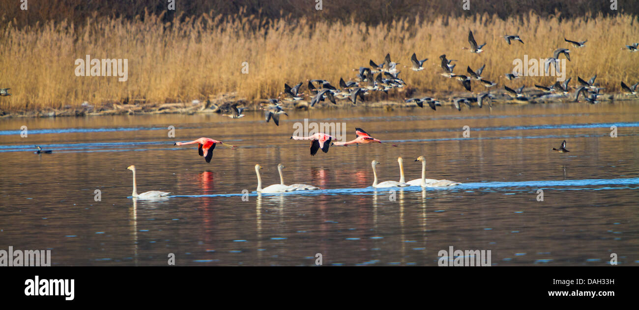 Chilean flamingo (Phoenicopterus chilensis), the birds flying over a lake in front of white-fronted geese (Anser albifrons) and whooper swans (Cygnus cygnus), Germany, Bavaria, Lake Chiemsee Stock Photo