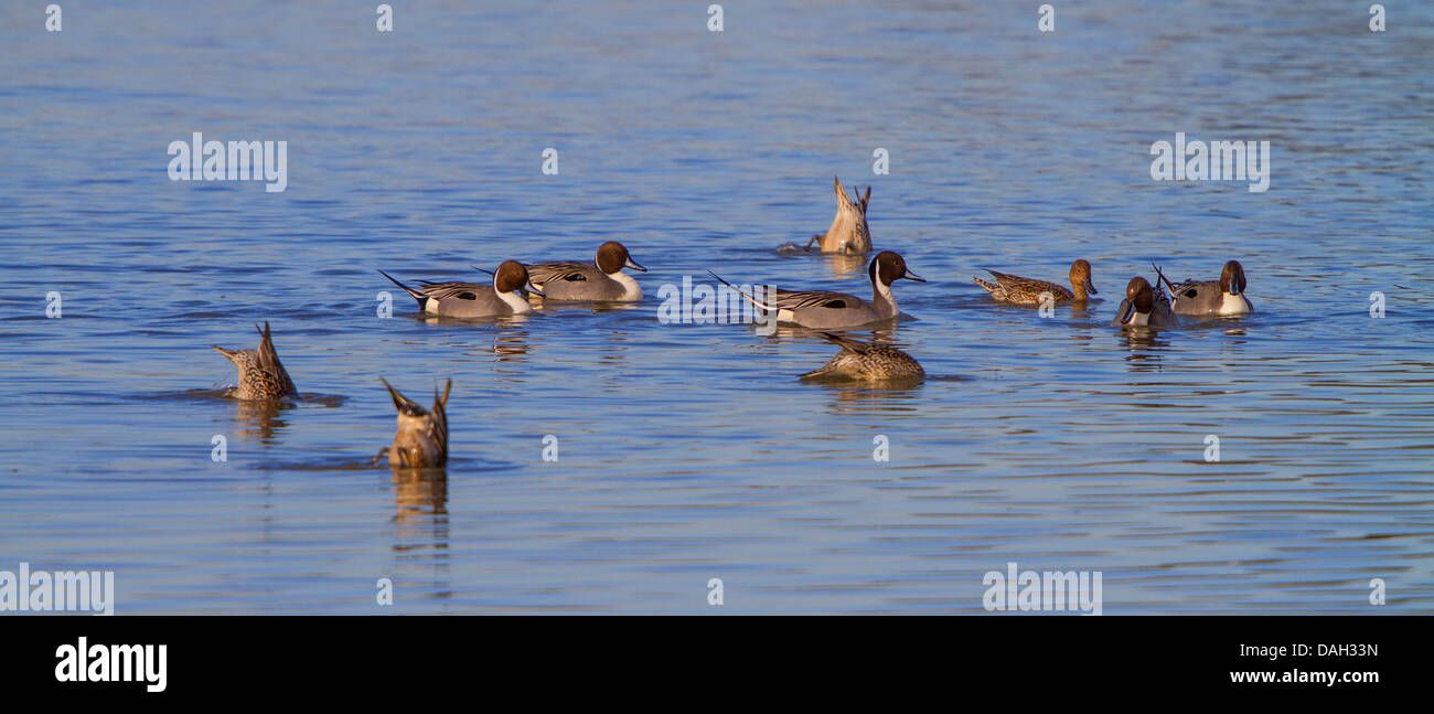 northern pintail (Anas acuta), little group searching food in the water, Germany, Bavaria, Lake Chiemsee Stock Photo