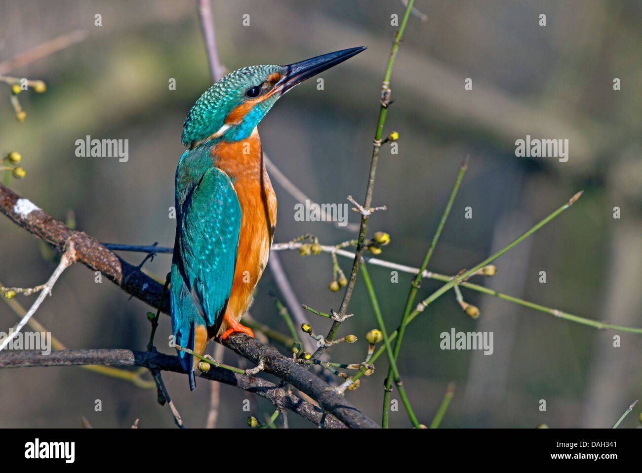 river kingfisher (Alcedo atthis), male, erected in freezing, Germany, Bavaria, Isental Stock Photo