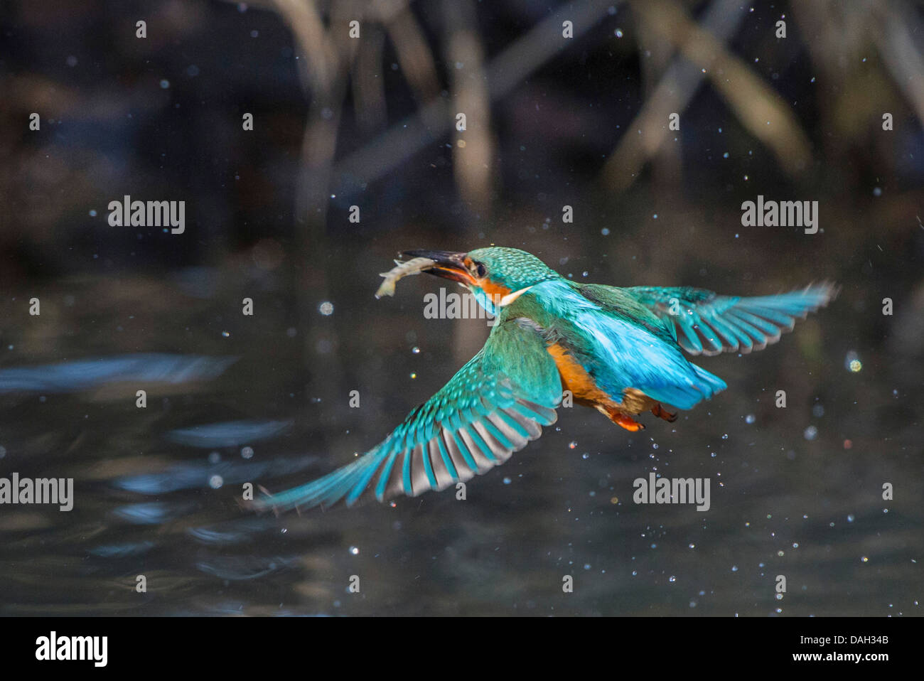 river kingfisher (Alcedo atthis), male flying with prey fish over water surface, Germany, Bavaria, Isental Stock Photo