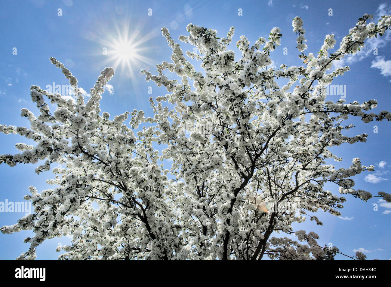 Cherry blossoms in the sun hires stock photography and images Alamy