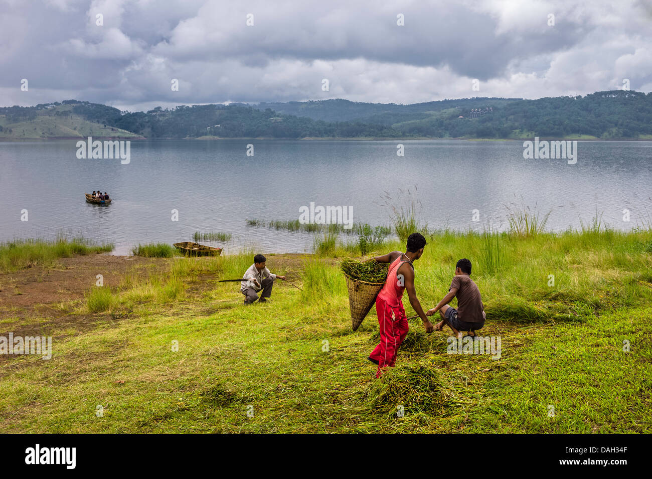 Municipal workers cut grass with machetes as wooden boat crosses Umiam lake with Khasi hills as backdrop in Shillong, Meghalaya. Stock Photo