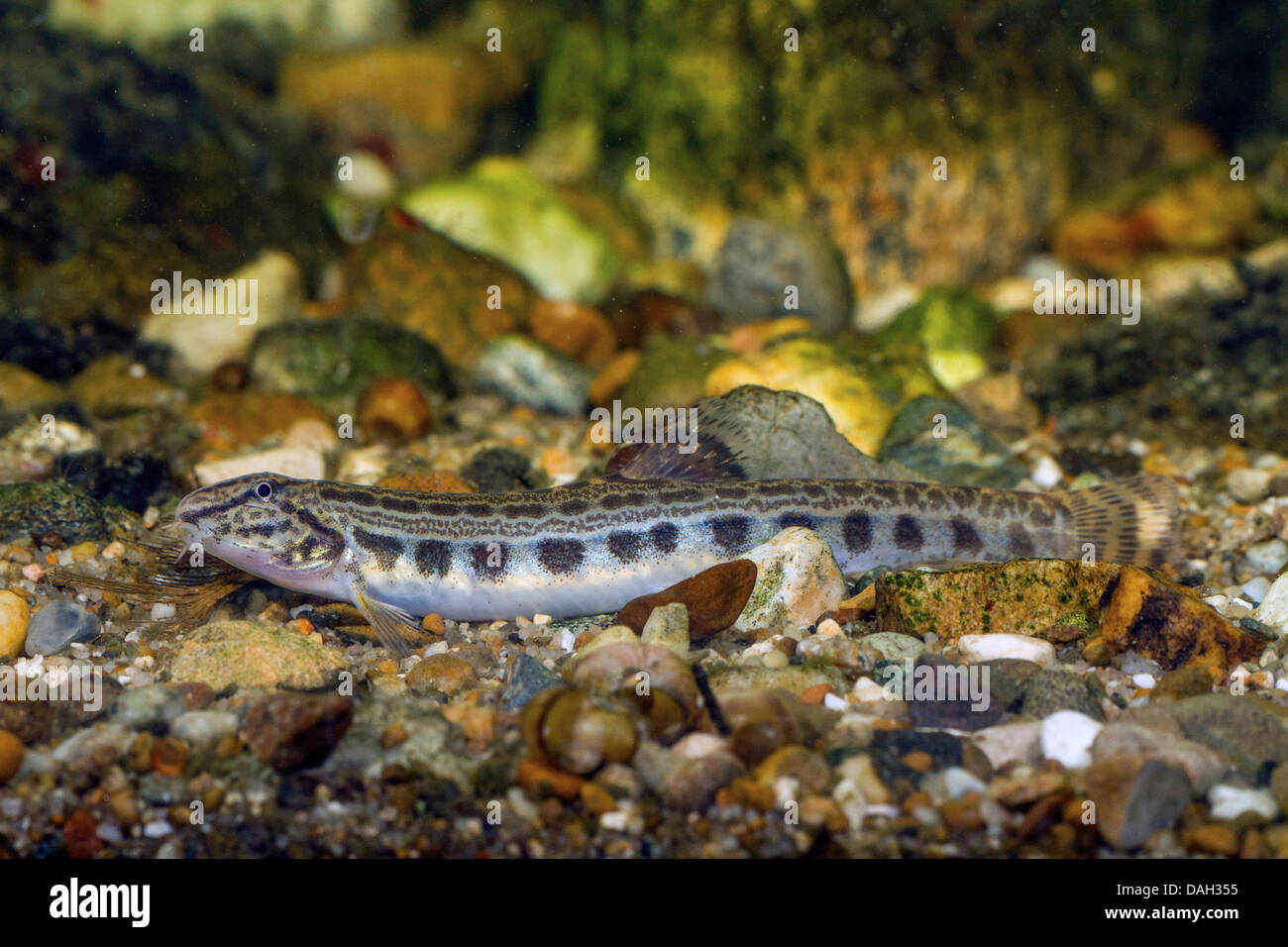 spined loach, spotted weatherfish (Cobitis taenia), juvenile at the gravel ground of a water Stock Photo