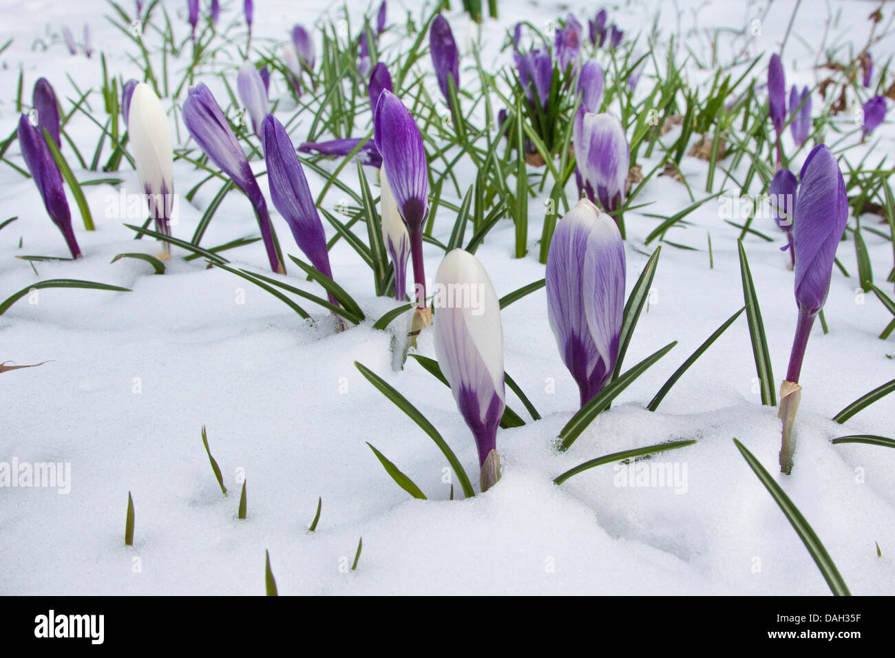 Dutch crocus, spring crocus (Crocus vernus, Crocus neapolitanus), blooming in snow, Germany Stock Photo