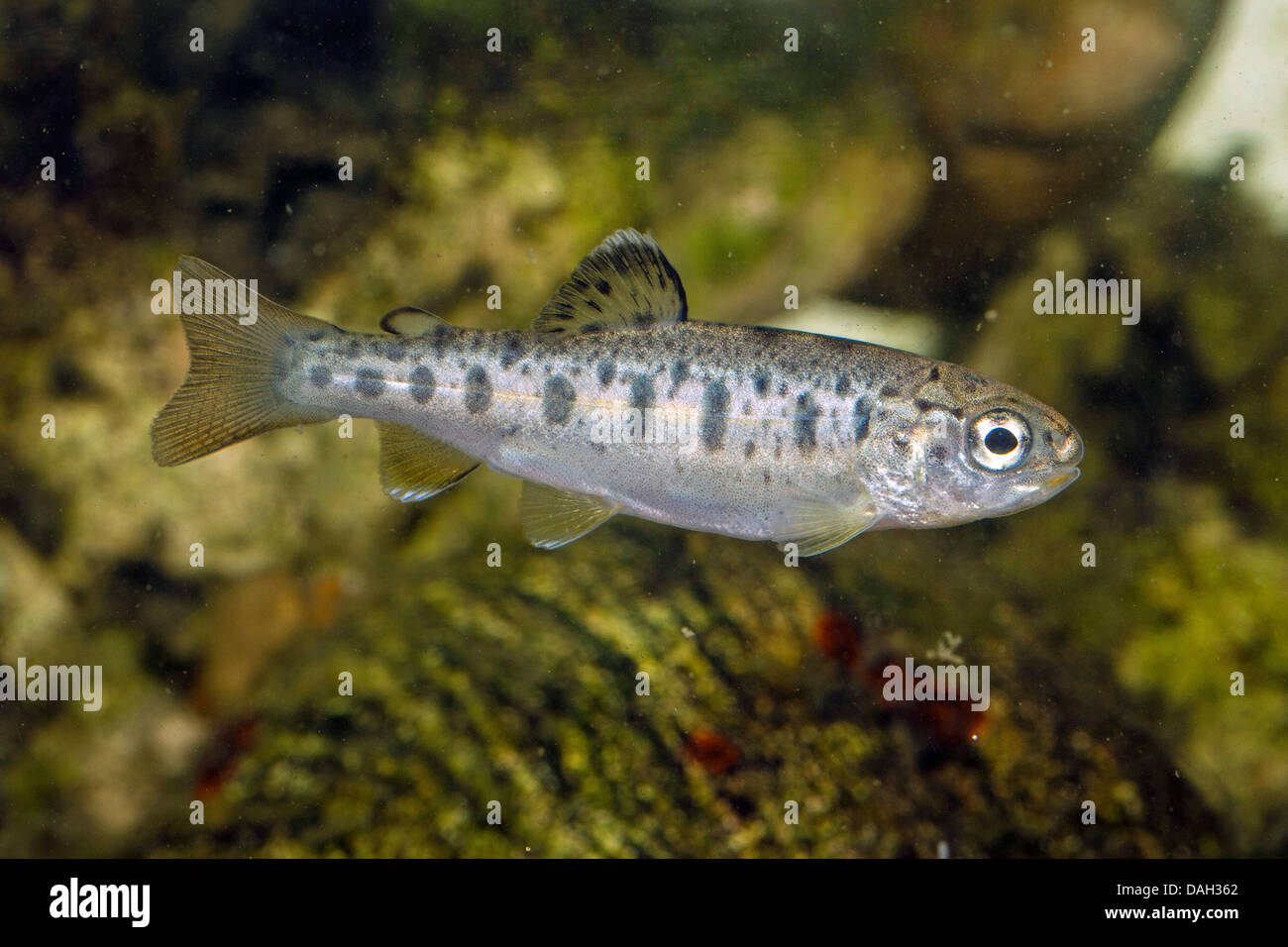 rainbow trout (Oncorhynchus mykiss, Salmo gairdneri), juvenile Stock Photo