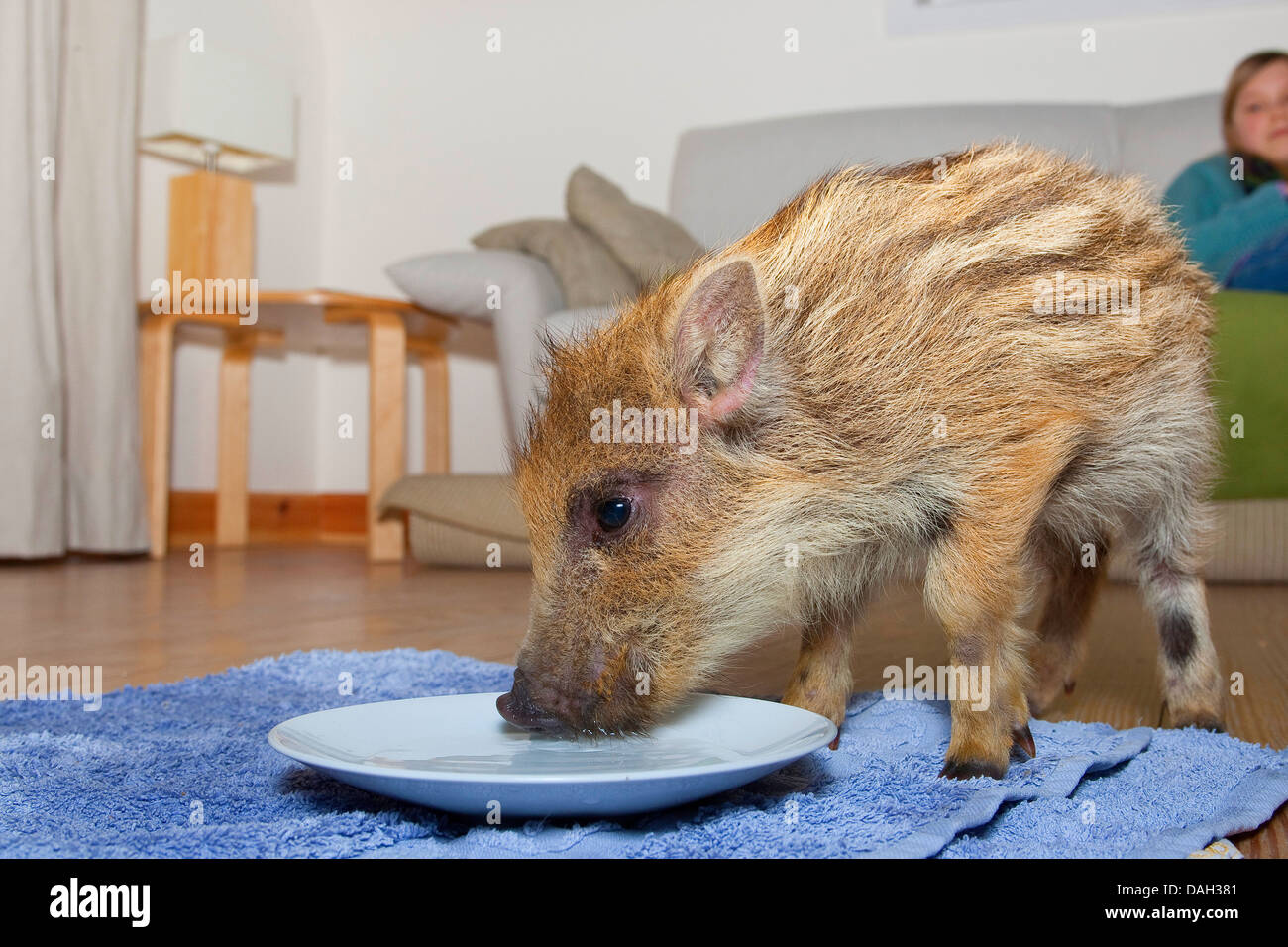 wild boar, pig, wild boar (Sus scrofa), orphaned tame runt living in a house and feeding rusk from a plate, Germany Stock Photo