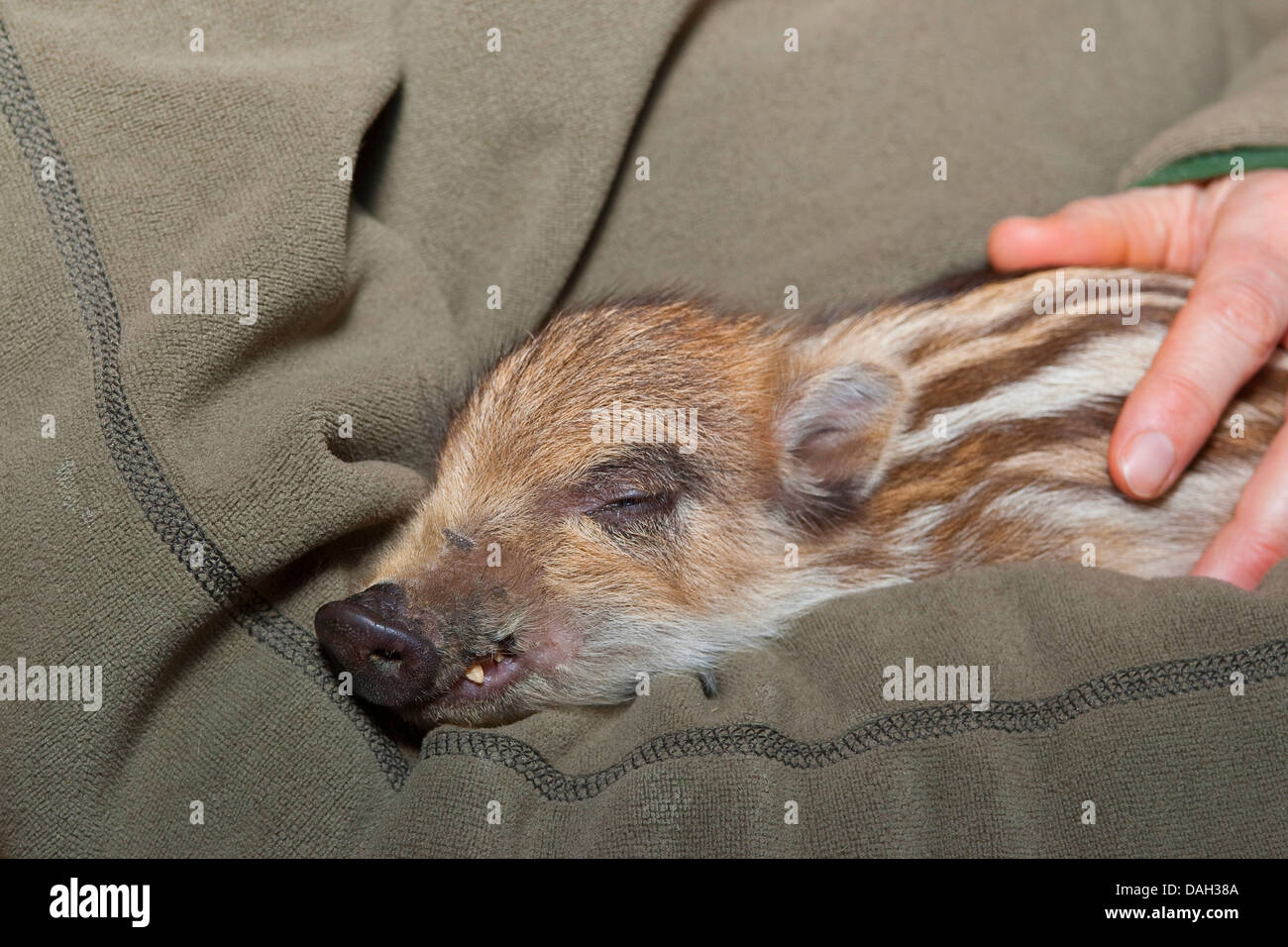 wild boar, pig, wild boar (Sus scrofa), orphaned tame runt lying in ones arms, Germany Stock Photo