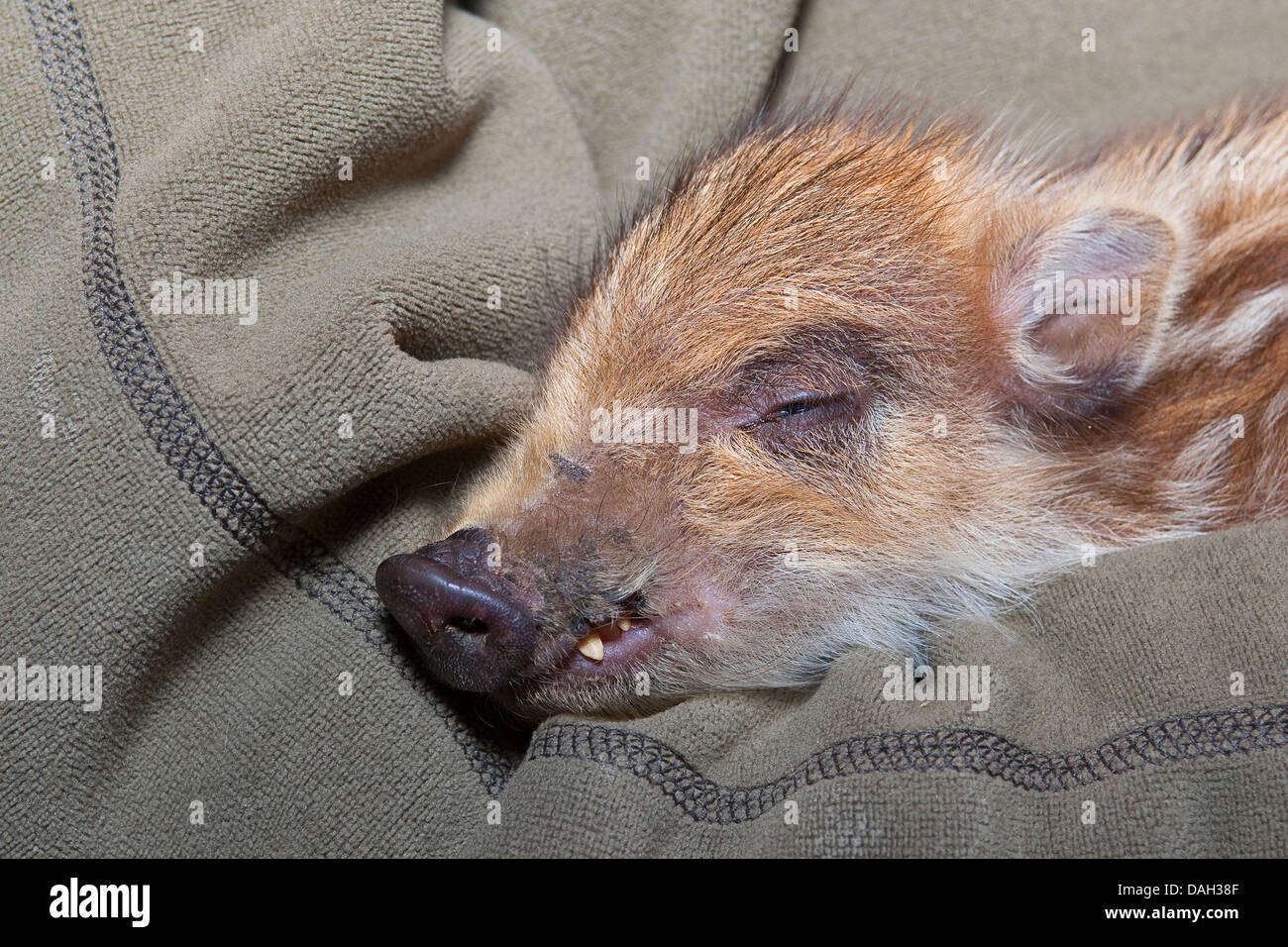 wild boar, pig, wild boar (Sus scrofa), orphaned tame runt lying in ones arms, Germany Stock Photo